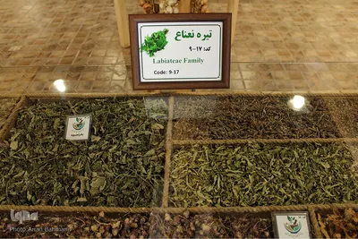 باغ موزه گیاهان دارویی و معطر زنجان
