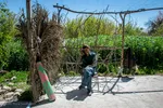 شکوفه‌های زردآلو در روستای منصوریه بهبهان