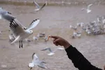 مرغان کاکایی‌؛ مهمانان زمستانی شیراز