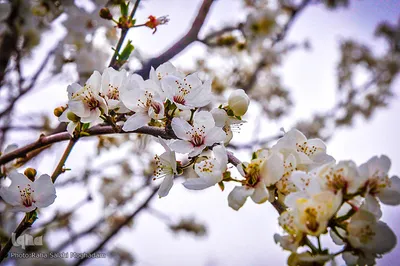 جلوه ای از زیبایی فصل بهار در بیرجند