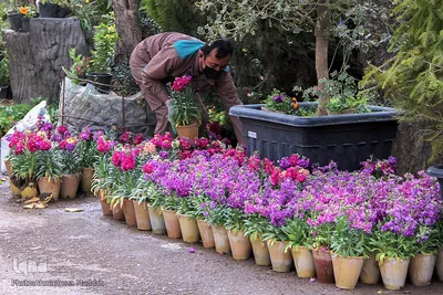 بازار گل شیراز‎‎