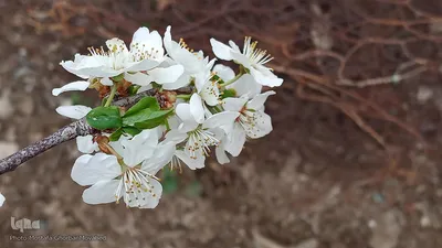 شکوفه های بهاری در اهر
