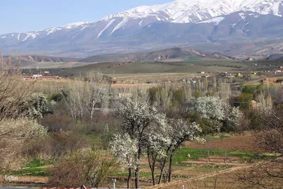 شکوفه زدن کهن ترین درختان آمرود در اهر