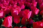 جشنواره گل‌های لاله در اراک