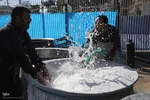 پخت ۲۰ تُن سَمَنو شیرازی