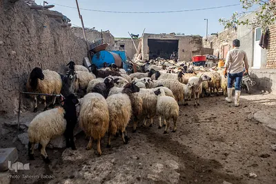 واکسیناسیون ۲۰ هزار دام سبک