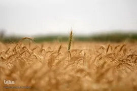 برداشت گندم در خوزستان