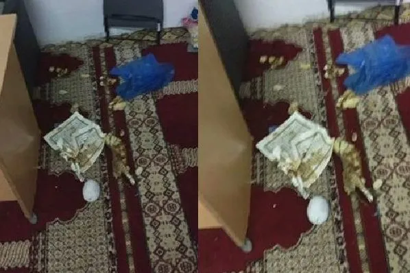 Nuna Rashin Amincewa Da Keta Alfarmar Kur'ani A Morocco