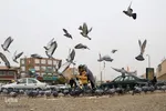 چهارراه کبوترها‎‎