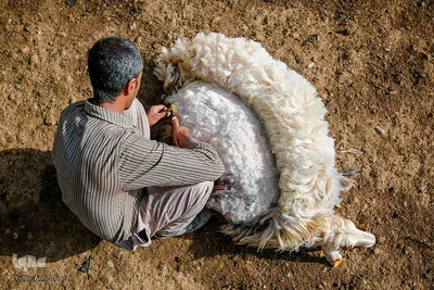 شستشو و پشم چینی بهاره در سروستان فارس