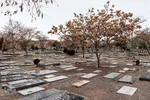 پاییز در قبرستان قدیمی زنجان