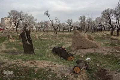 شکوفه‌های بهاری در باغستان سنتی قزوین