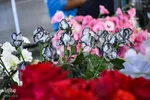 نمایشگاه گل و گیاه - محلات/عکس:محمد رجبی