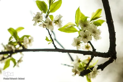 شکوفه های بهاری
