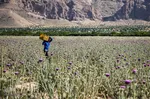 برداشت گیاه دارویی خارپنیری در استهبان فارس