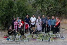 برداشت انگور در تاکستان
