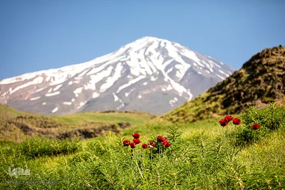 دشت شقایق‌های «رینه»