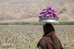 برداشت گیاه دارویی خارپنیری در استهبان فارس