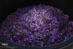 جشنواره گل و گلاب محمدی - سمنان‎‎