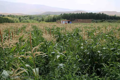 برداشت شیر بلال(ذرت) محصول بومی شهر اهر