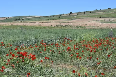 طبیعت بهاری کالپوش