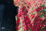 برداشت زرشک از باغات خراسان جنوبی
