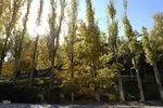 طبیعت پاییزی تبریز