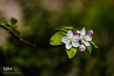 شکوفه های بهاری