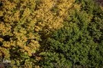 طبیعت پاییزی روستای خشه حیران نمین - اردبیل
