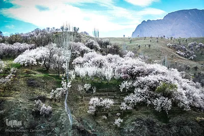رستاخیز طبیعت در شهرستان سامان ‎
