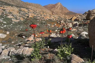 طبیعتی شگفت‌انگیز در سپیدان فارس