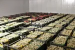 صادرات سیر؛ محصول پرخاصیت و معروف همدان
