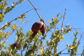 پاییز، فصل زرشک و عناب خراسان جنوبی