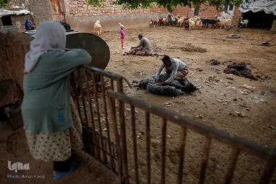 شستشو و پشم چینی بهاره در سروستان فارس