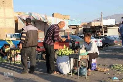 برداشت شیر بلال(ذرت) محصول بومی شهر اهر