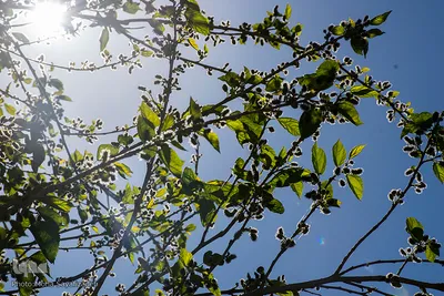 شکوفه‌های زردآلو در روستای منصوریه بهبهان