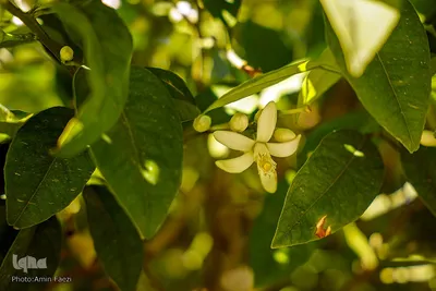 عطر بهار نارنج در شاهچراغ(ع)