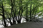 طبیعت تیر ماهی جنگل‌های ارسباران
