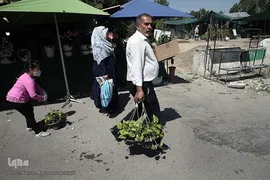 بازار گل شهید محلاتی در روز ملی گل
