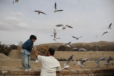 مرغان کاکایی‌؛ مهمانان زمستانی شیراز