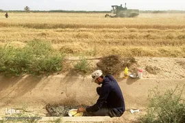 برداشت گندم در خوزستان