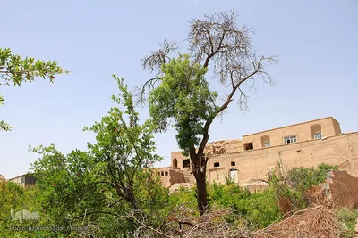 سرمازدگی بخشی از درختان میوه در باغ شهر شاهدیه یزد
