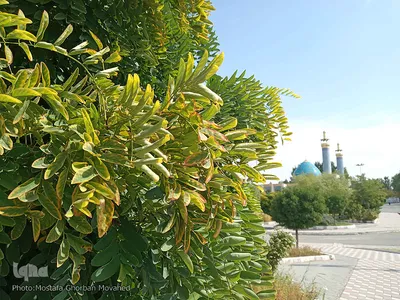 خودنمایی فصل خزان در اولین روزهای فصل پاییز