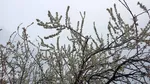 شکوفه های بهاری در اهر