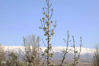 طبیعت بهاری شهرستان اهر