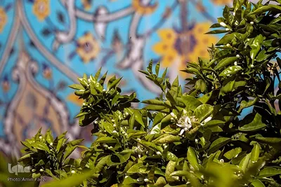 عطر بهار نارنج در شاهچراغ(ع)