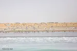 طبیعت صفر مرزی چابهار