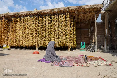 برداشت انگور از تاکستان های ملکان