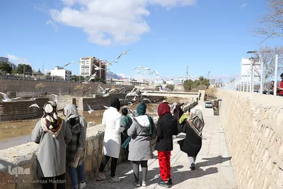 شیرازی ها میزبان مرغان دریایی‎‎