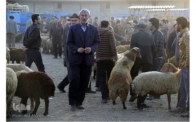 بازار فروش دام در آستانه عید قربان/ اردبیل(سال۹۴)